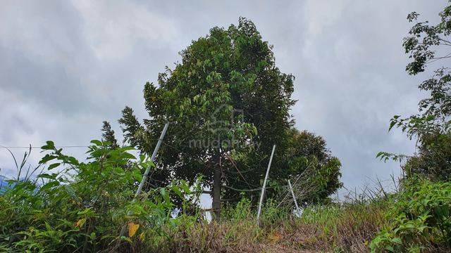 Agricultural Land For Sale 4 5 Acre S Kuala Kangsar Perak Mudah My