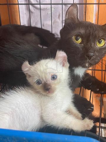 Bsh Munchkin American Curl Pets For Sale In Bandar Sri Sendayan