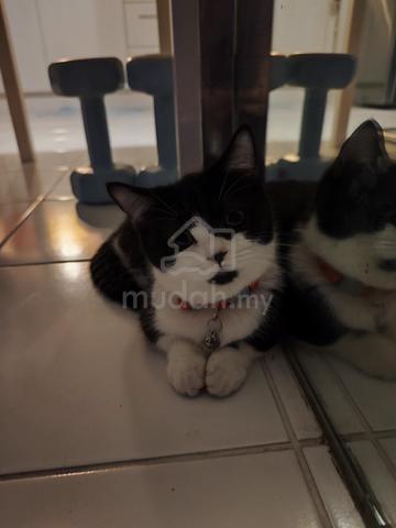 Munckin BSH Tuxedo Cat For Sale Pets For Sale In Desa ParkCity Kuala