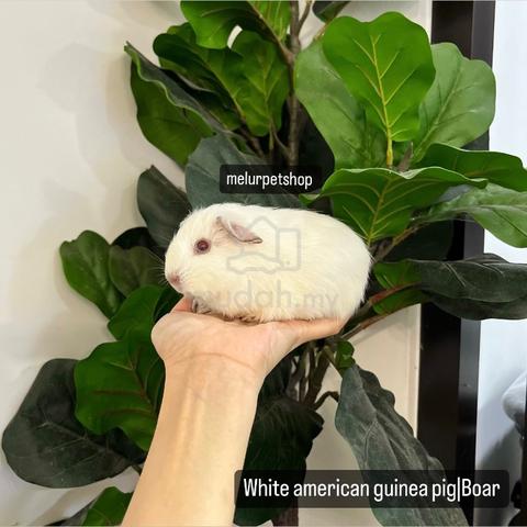 American Guinea Pig Tikus Belanda Arbok Hamster Pets For Sale In Shah