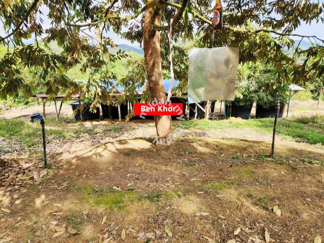 Agricultural Land For Sale Acre S Kuala Kangsar Perak Mudah My