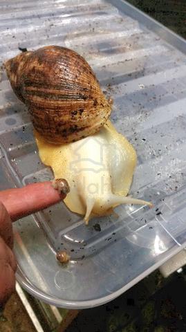 Giant African Land Snail Albino Pets For Sale In Ayer Itam Penang