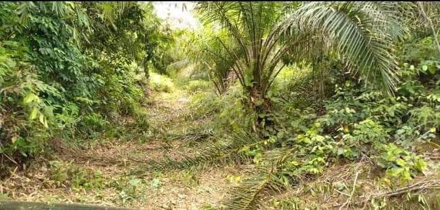 Agricultural Land For Sale 4 Acre S Raub Pahang Mudah My