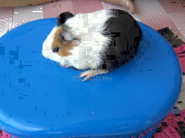 Guinea Pig Home Breed Many Color Chose Shah Alam Pets For Sale In