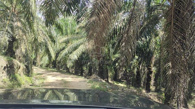 Agricultural Land For Sale Acre S Mersing Johor Mudah My