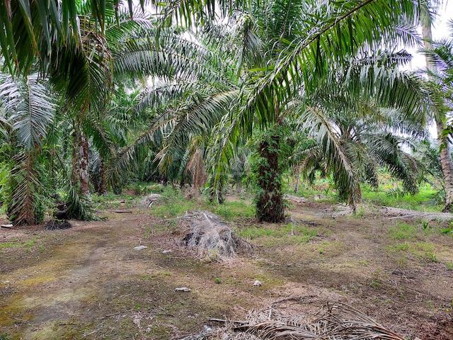 Tanah Ekar Tepi Jalan Kampung Kanchong Darat Banting Land For