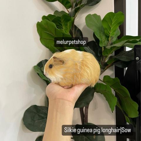 Silkie Guinea Pig Tikus Belanda Arbok Hamster Pets For Sale In Shah