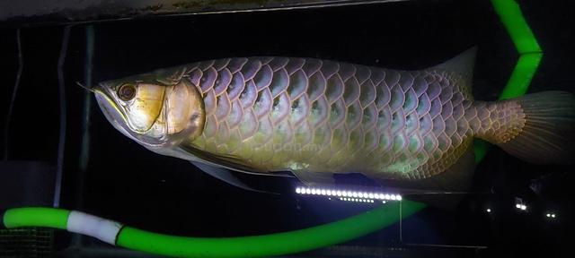 Blue Base Arowana Ikan Kelisa Biru Pets For Sale In Bukit Minyak Penang