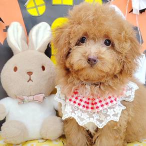 Poodle Toy