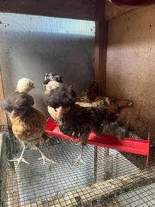 Ayam Poland