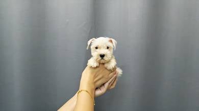 SS6005 Mini Schnauzer white haired puppy #MKA