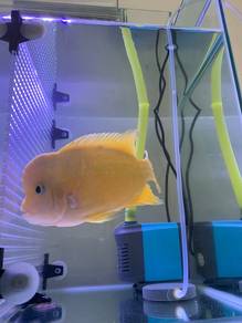 flowerhon yellow gb