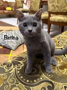 BSH (mix)