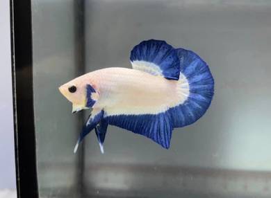 BETTA - Bluerim hmpk