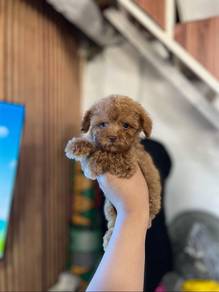 cavapoo puppy8