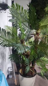 Artificial Plant for sale
