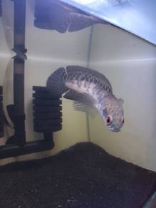 Channa maru