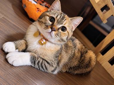 Female Calico super manja