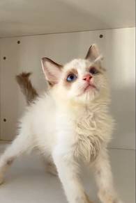 Ragdoll Female Kitten