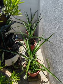 Pineapple Tree