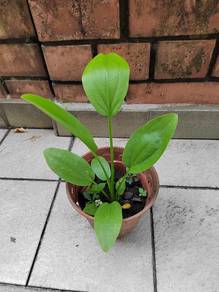 Anak pokok melati air