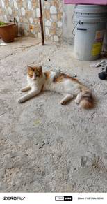 Calico/ Domestic Long Hair (DLH)