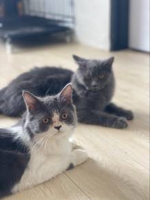 persian male white gray
