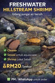 Udang Hillstream