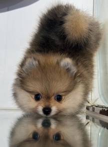 B3780 Endearing Pomeranian Fluffy Puppy with Fox F