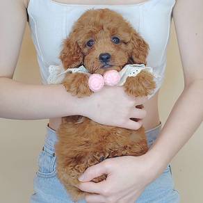 Poodle