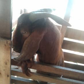 kambing untuk dijual