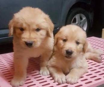 Golden Retriever 