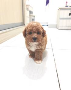 Toy poodle 