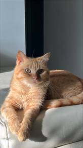 Rehome Oyen