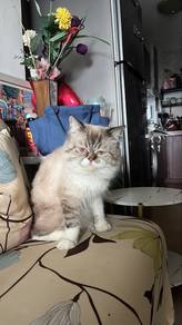 male cat mix breed maine coon
