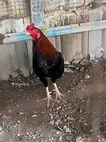 Ayam Sabung
