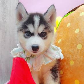 Wooly Husky