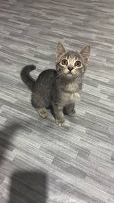 kitten 
