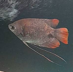 Kaloi Sabah Lampam Sebarau