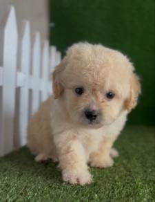Shipoo puppy