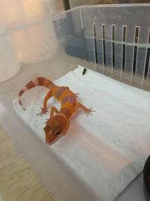 leopard gecko 