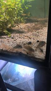 Corydoras