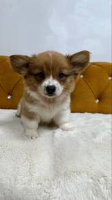 Long-hair Corgi
