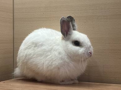 Rabbit Netherland dwarf