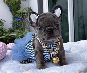 FRENCH BULLDOG PUPPIES VIP144🌻 Merle Female