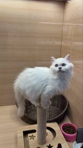 British Long Hair Cat for sale