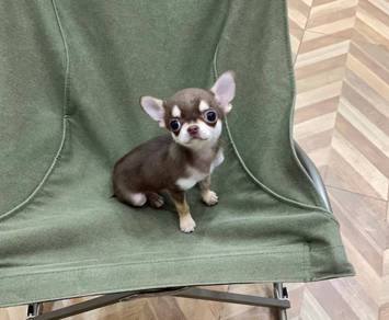 Chihuahua