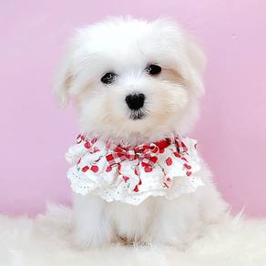 Maltese