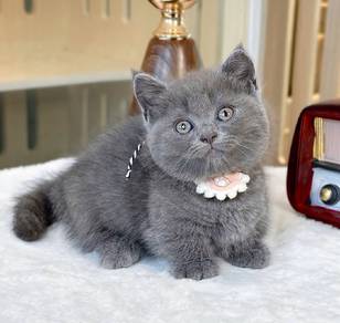 Blue short leg female 