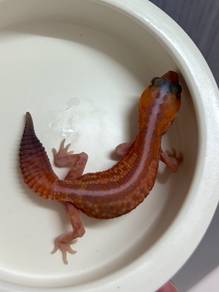 african fat tail gecko